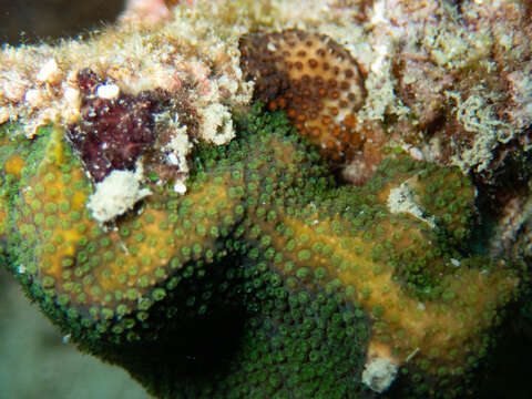 Image of thorn coral