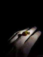 Image of Lesser Treefrog