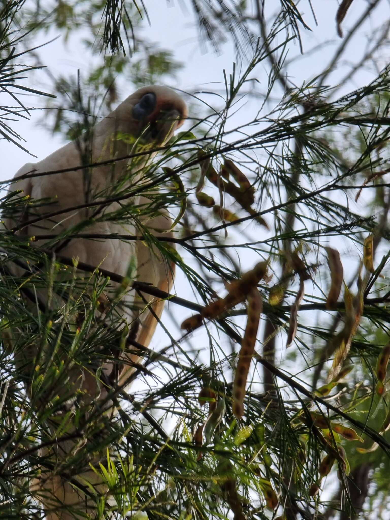 Image of Cacatua sanguinea gymnopis Sclater & PL 1871