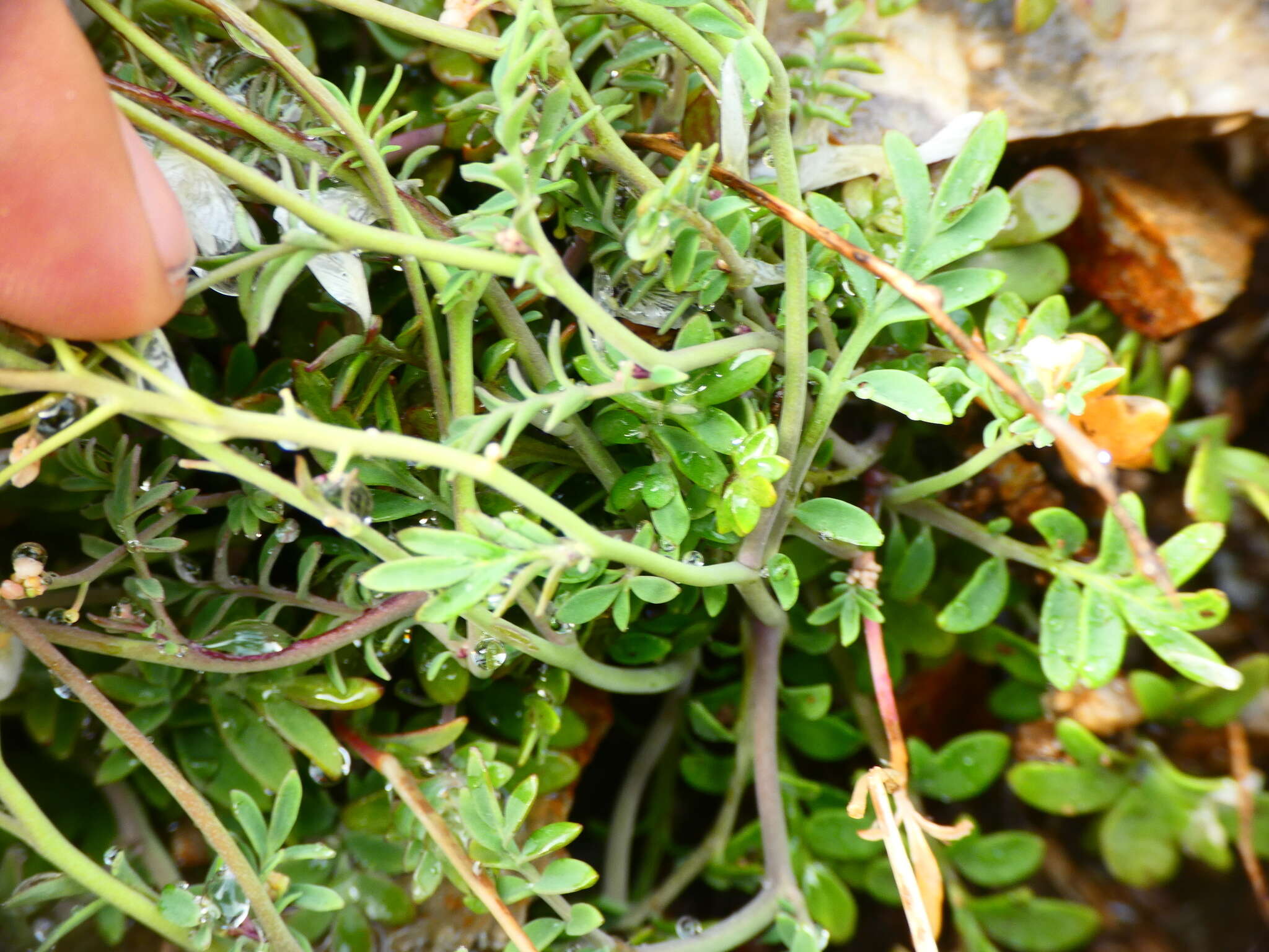 Imagem de Cardamine glauca Spreng.