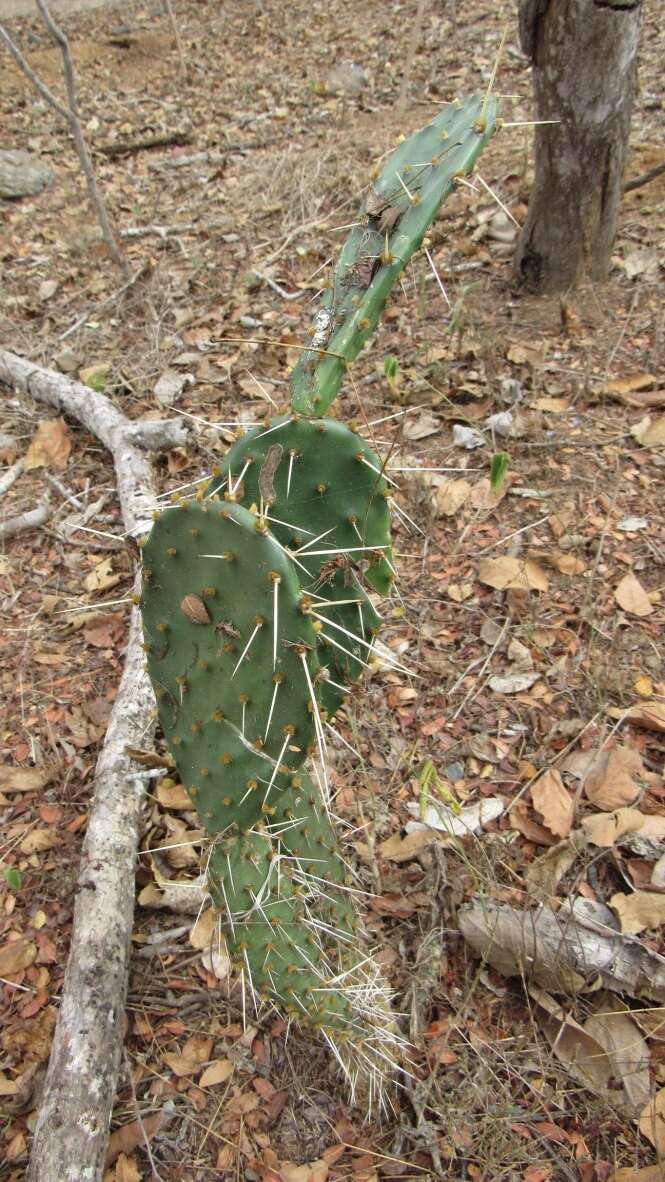 Image of Opuntia wilcoxii Britton & Rose