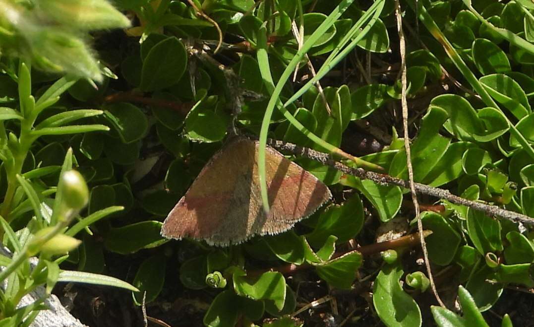 Image of small purple-barred
