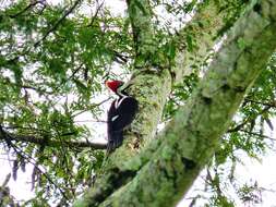 Image of Crimson-crested Woodpecker