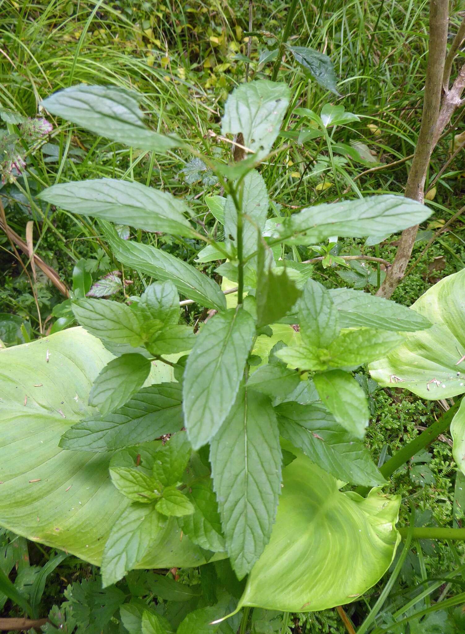 Plancia ëd Mentha spicata subsp. spicata