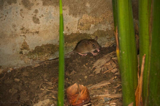 Image of Oriental House Rat