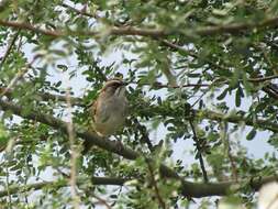 Image of Yungas Sparrow