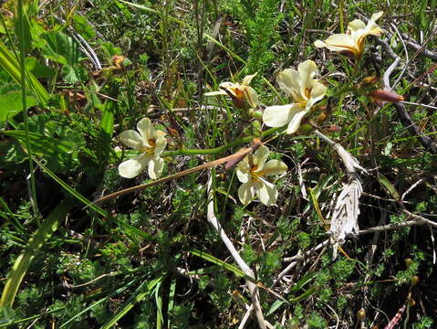 Image of Wachendorfia brachyandra W. F. Barker