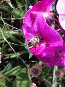 Image of Black-and-gray Leaf-cutter Bee