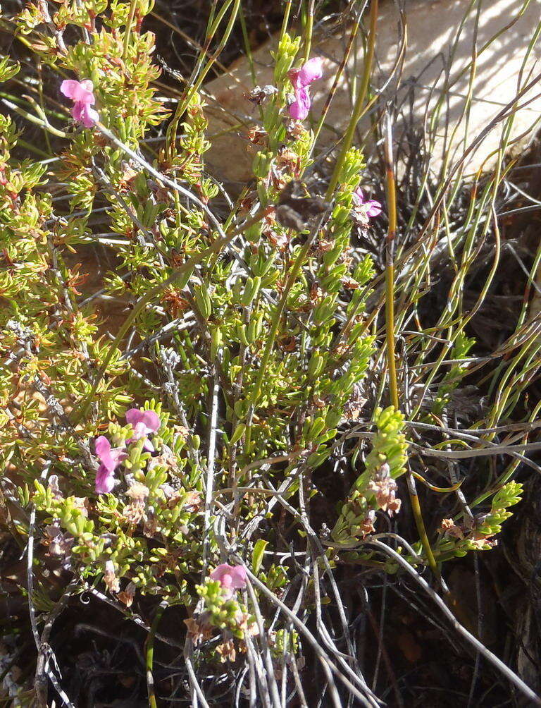 Indigofera pappei Fourc.的圖片