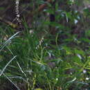 Liriope graminifolia (L.) Baker resmi