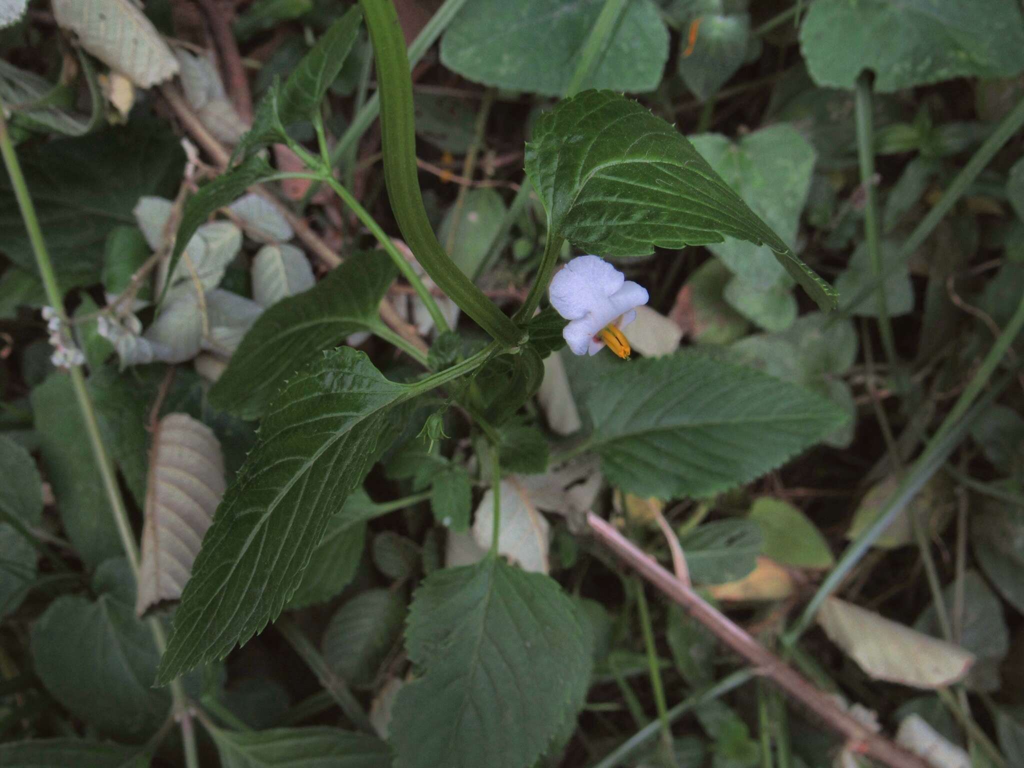 Image of Alonsoa meridionalis (L. fil.) Kuntze