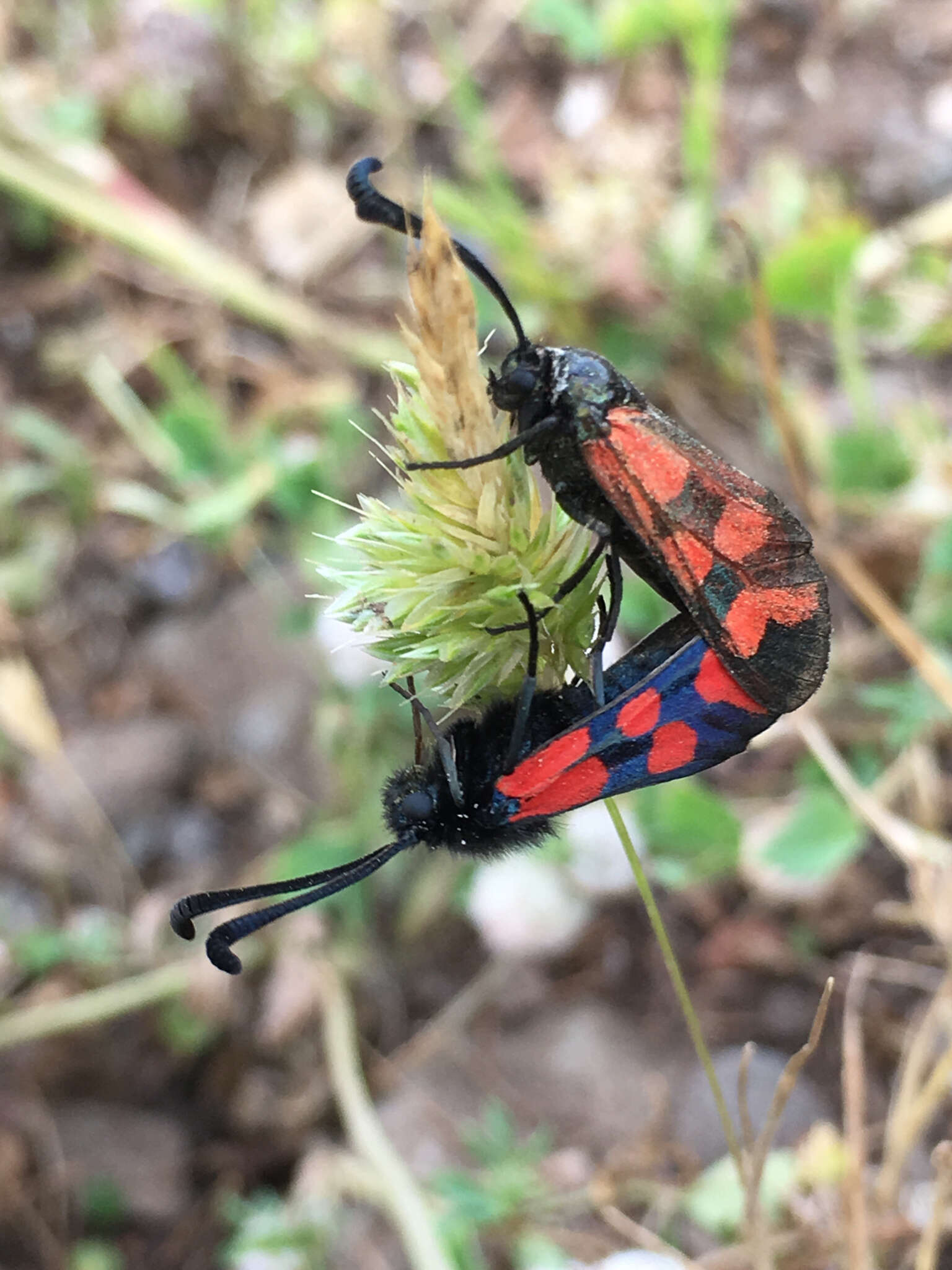 Image of Zygaena graslini Lederer 1855