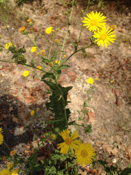 Image of camphorweed