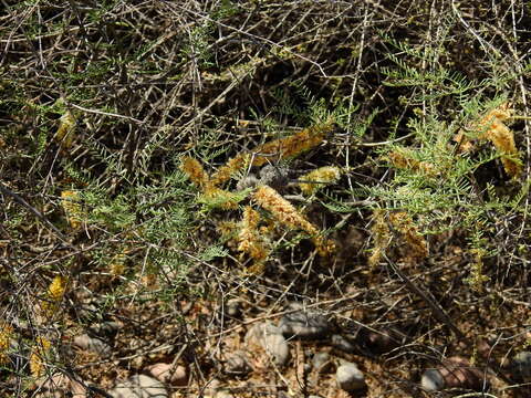 صورة Prosopis flexuosa var. depressa F. A. Roig