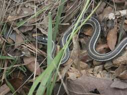 Image of Thamnophis proximus proximus (Say ex James 1823)