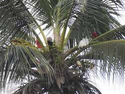 Cacatua ducorpsii Pucheran 1853 resmi