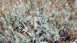 Imagem de Eryngium castrense Jepson