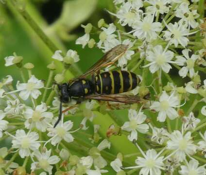 Image of Forest Yellowjacket