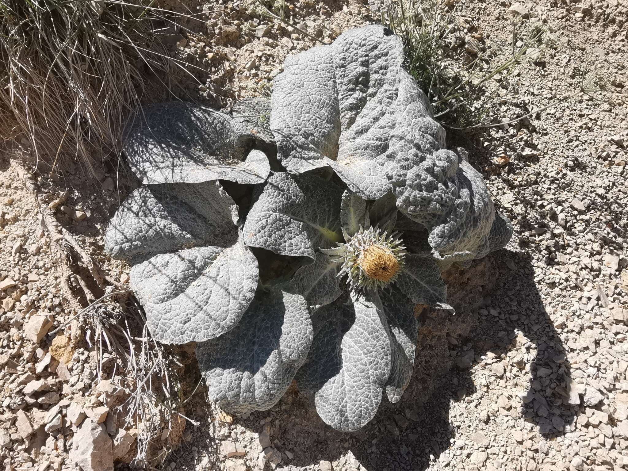 Image of Berardia lanuginosa (Lam.) Fiori & Paol.