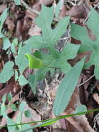 Image of Dorstenia arifolia Lam.