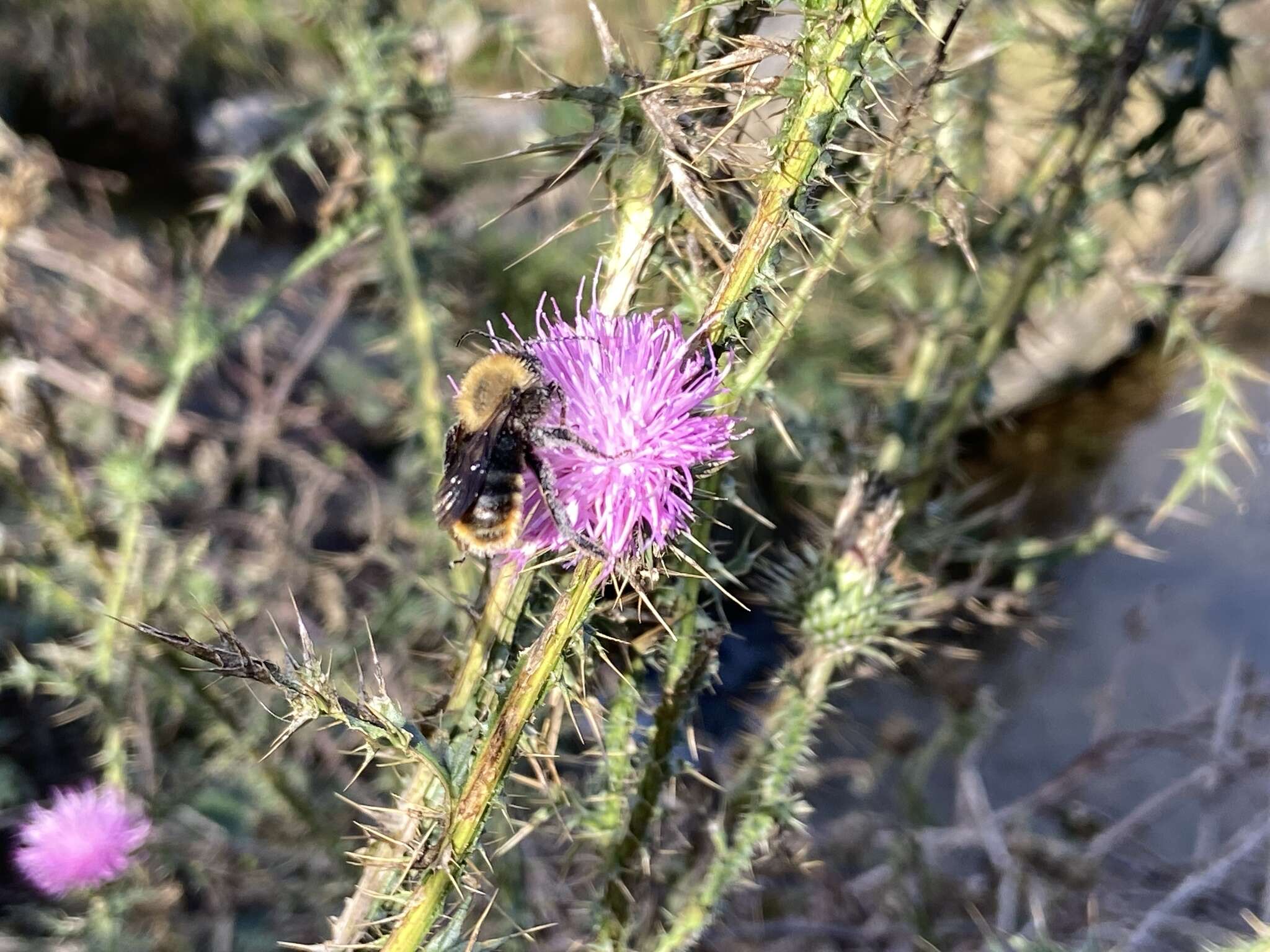 Imagem de Bombus bellicosus Smith 1879