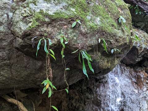 Image of Antrophyum subfalcatum Brack.