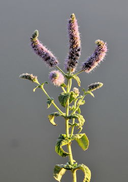 Image of Horse Mint