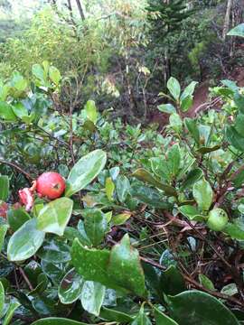 Image of Purple Strawberry Guava