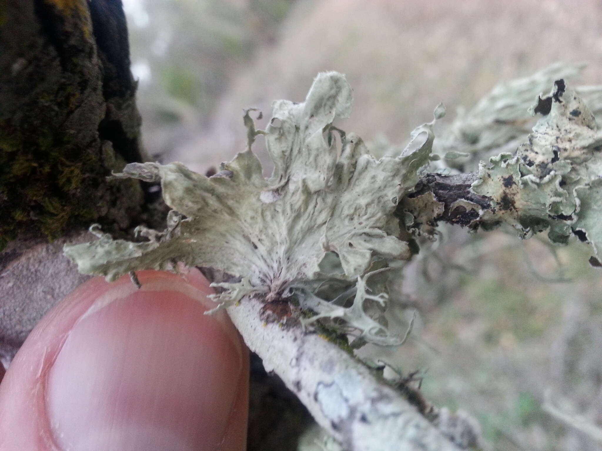 Imagem de Ramalina canariensis J. Steiner