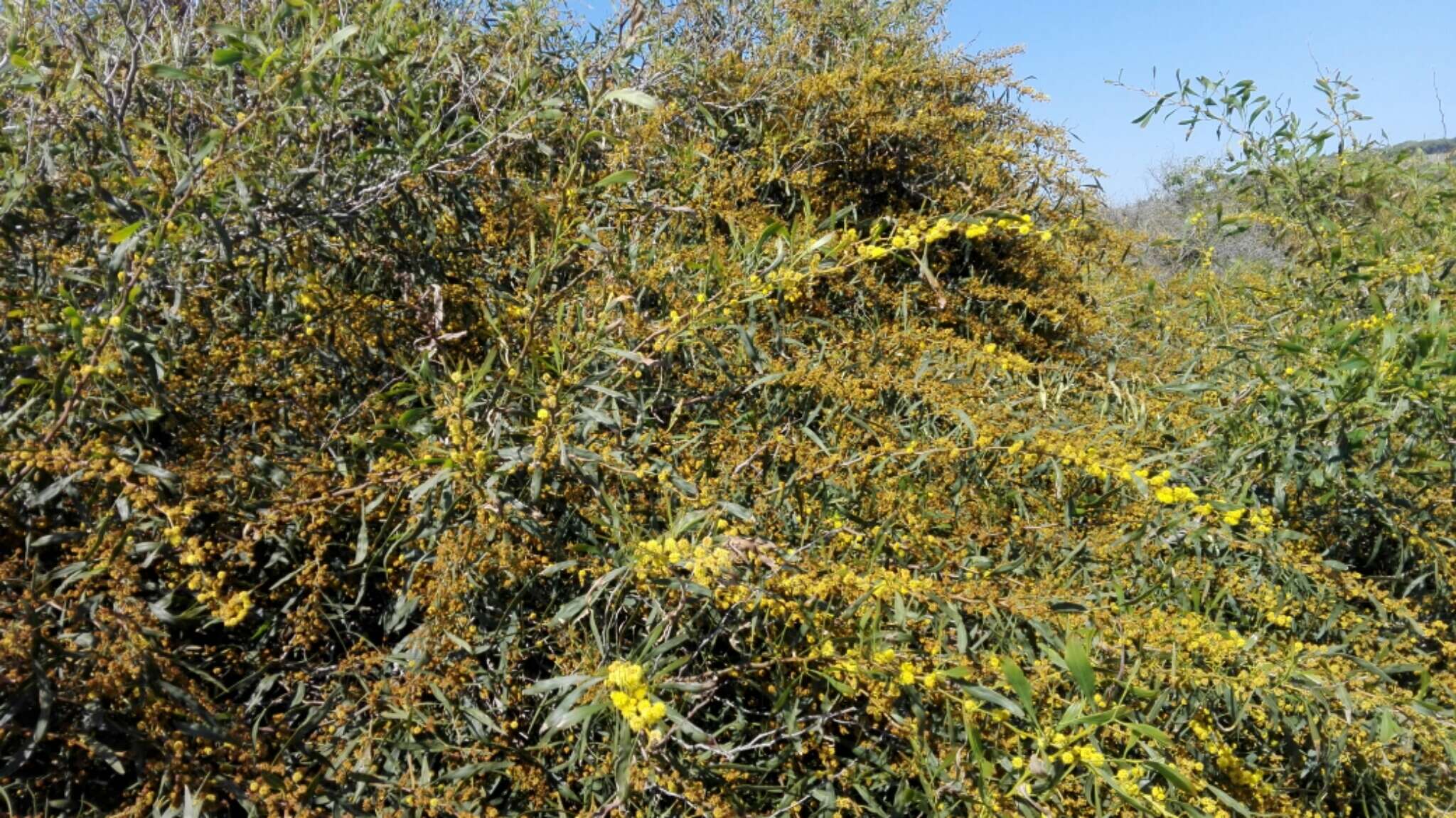 Image of orange wattle