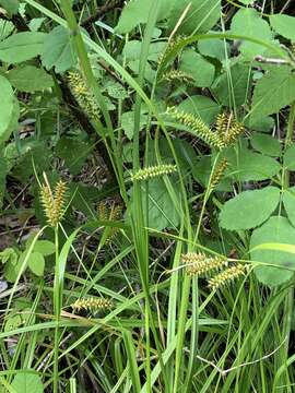 Image of Carex mollissima Christ ex Scheutz