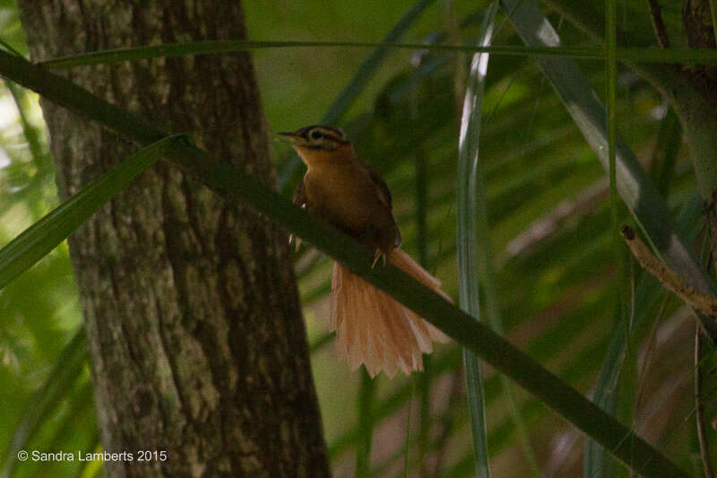 Image of Black-capped Foliage-gleaner