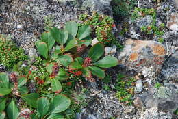 Image of Wedge-Leaf Willow