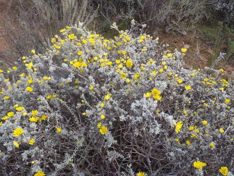 Oedera humilis (Less.) N. G. Bergh的圖片