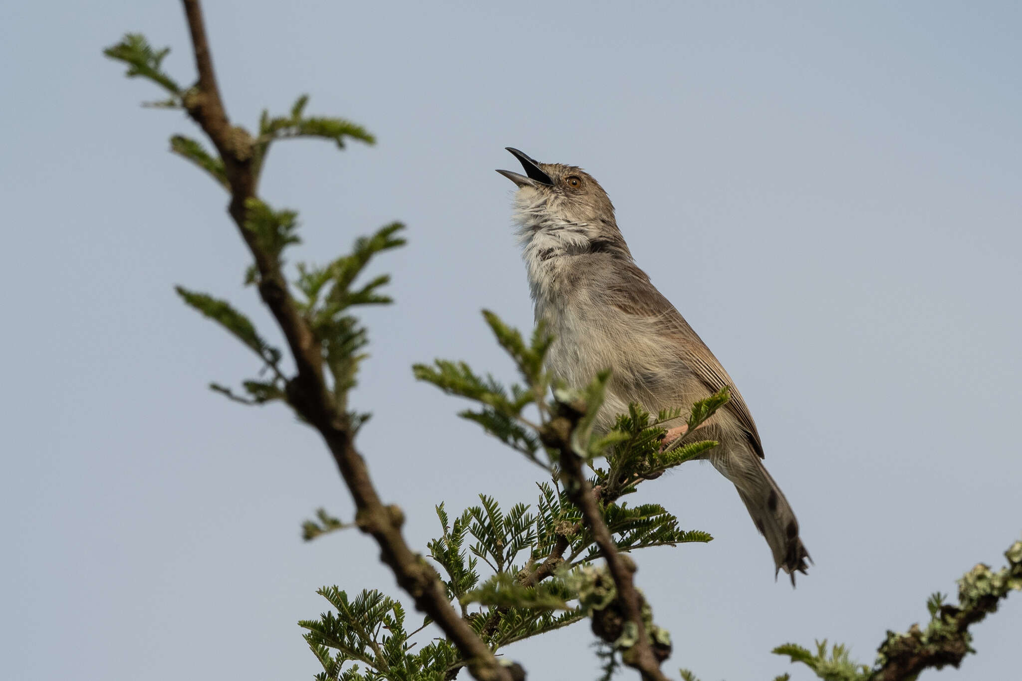 Image of Trilling Cisticola