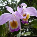 Imagem de Cattleya wallisii (Linden) Rollisson