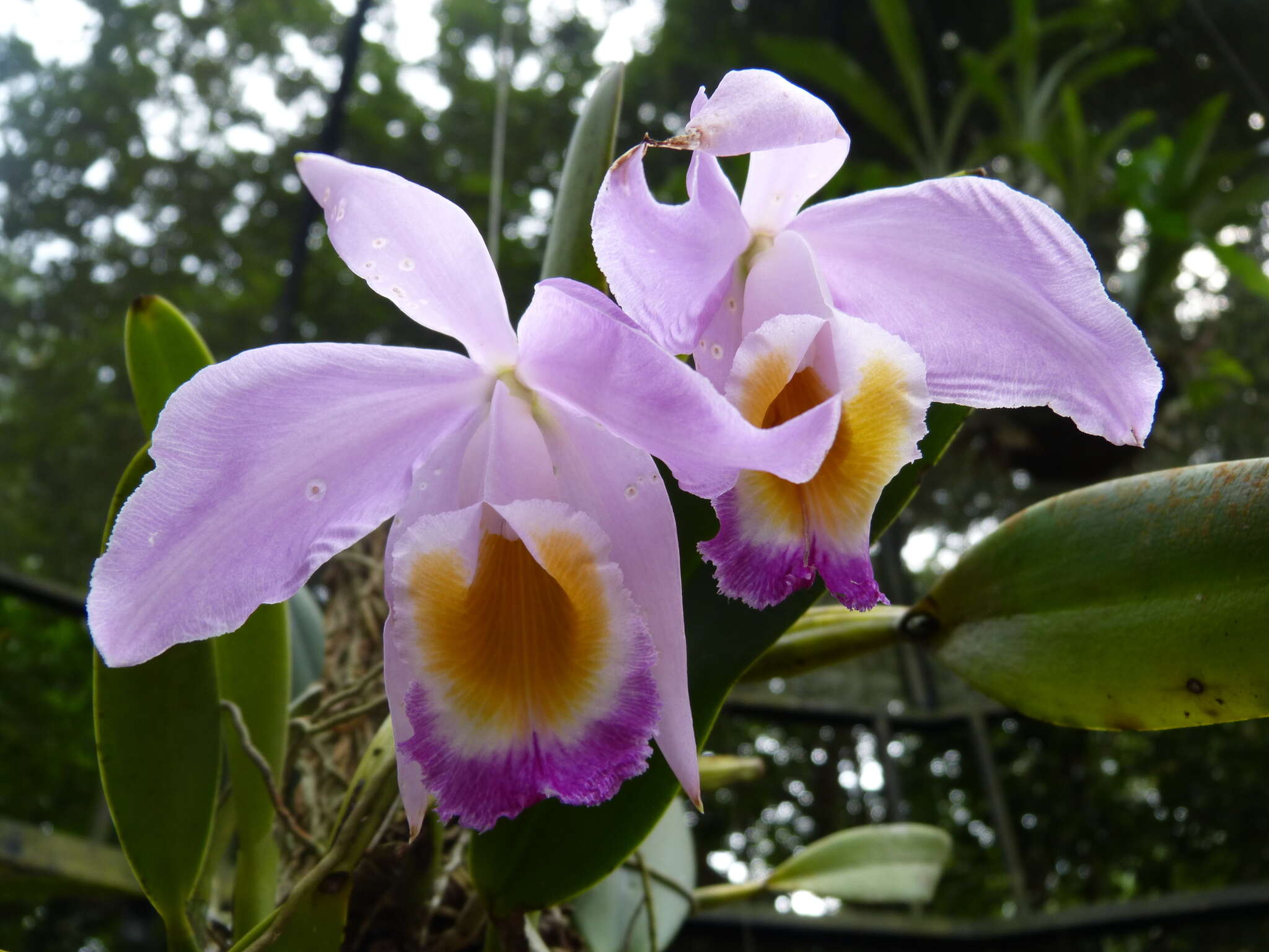 Image of Cattleya wallisii (Linden) Rollisson