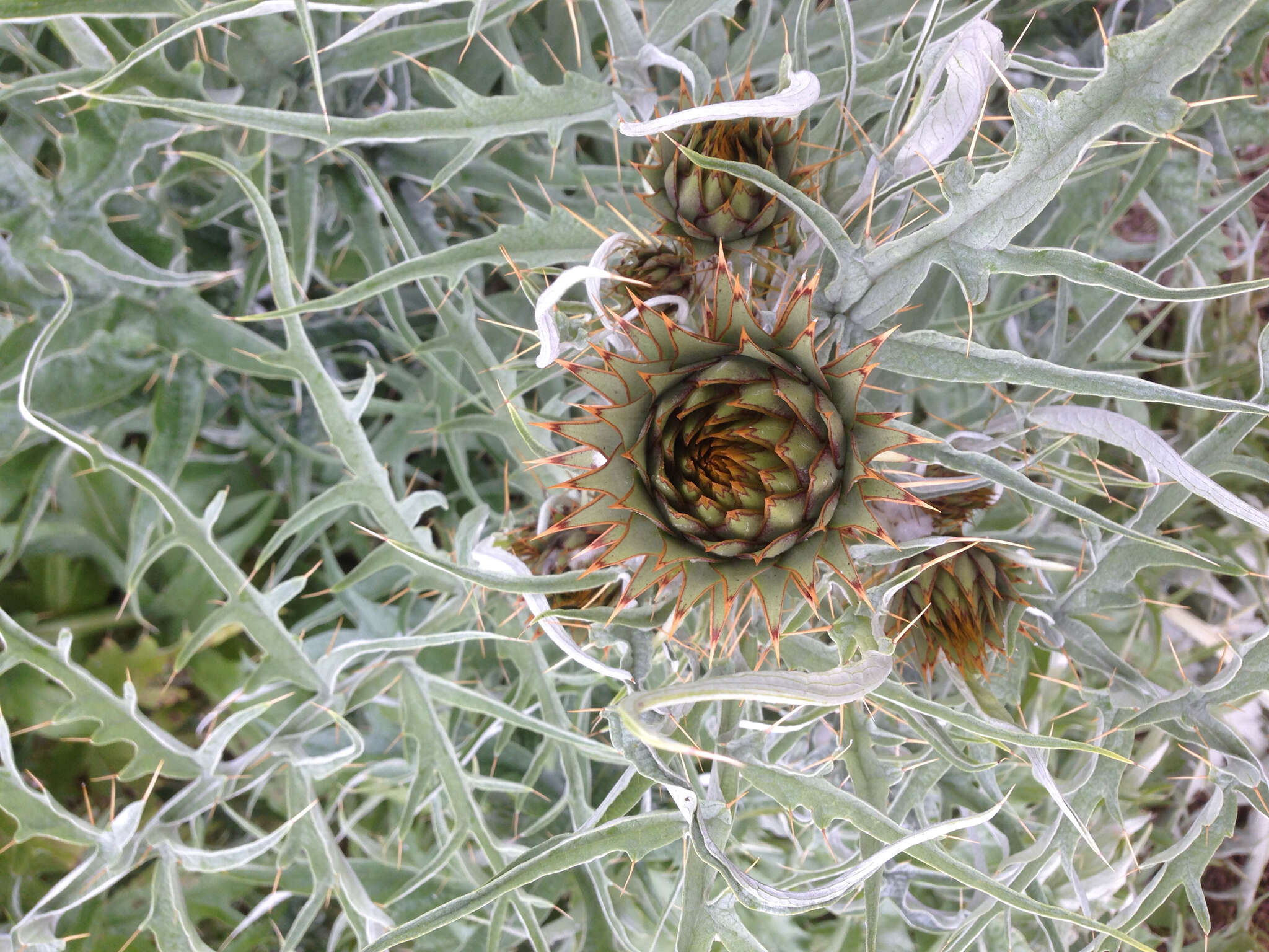 Слика од Cynara cardunculus subsp. flavescens A. Wiklund