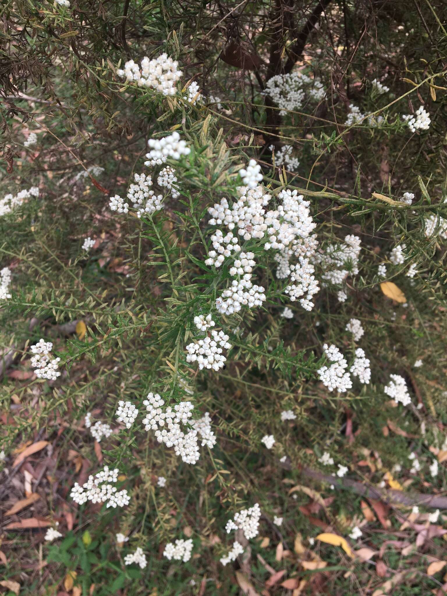 Image of Ozothamnus diosmifolius (Vent.) DC.