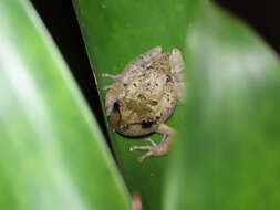 Image de Fritziana goeldii (Boulenger 1895)