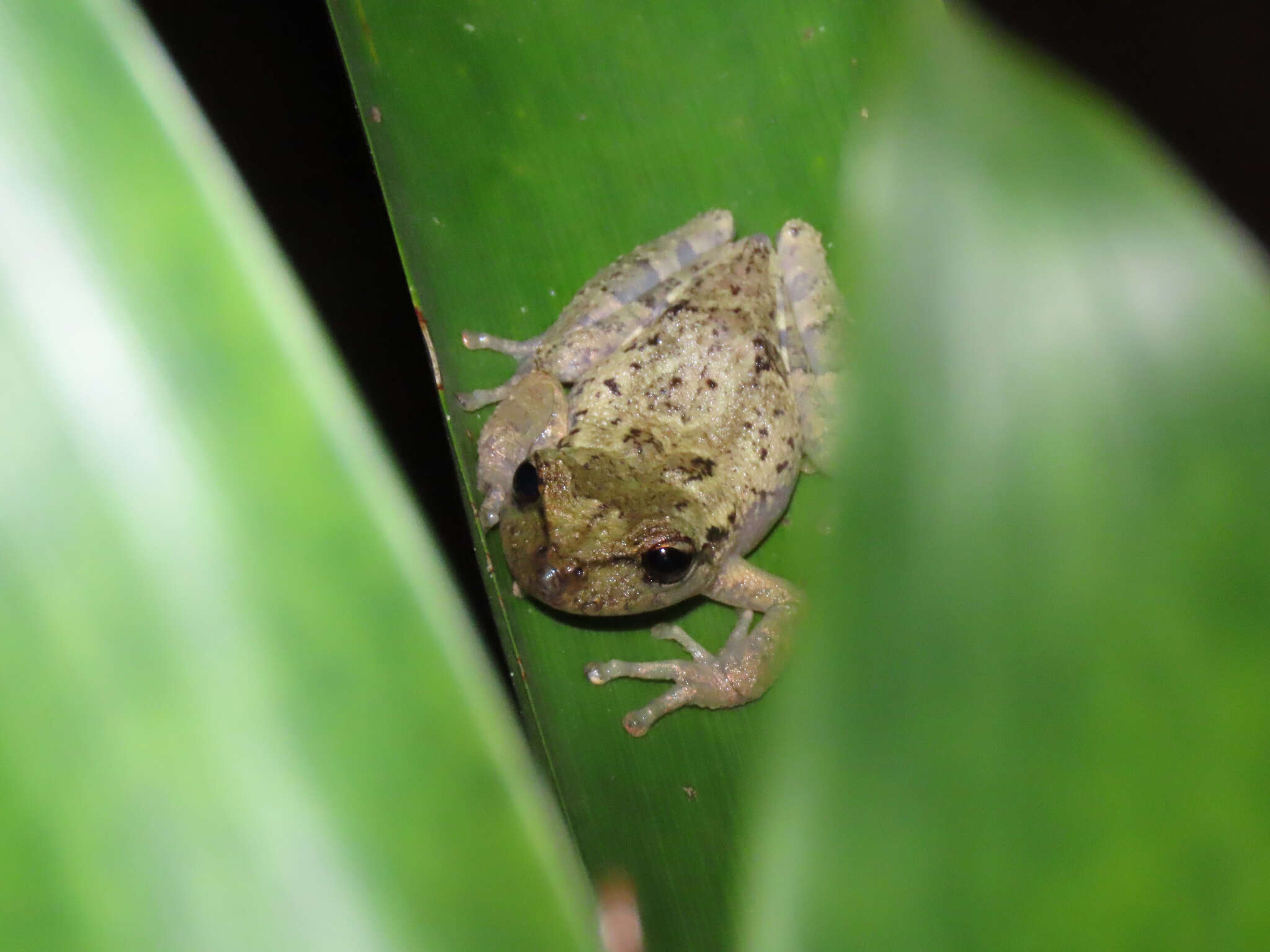 Image of Fritziana goeldii (Boulenger 1895)