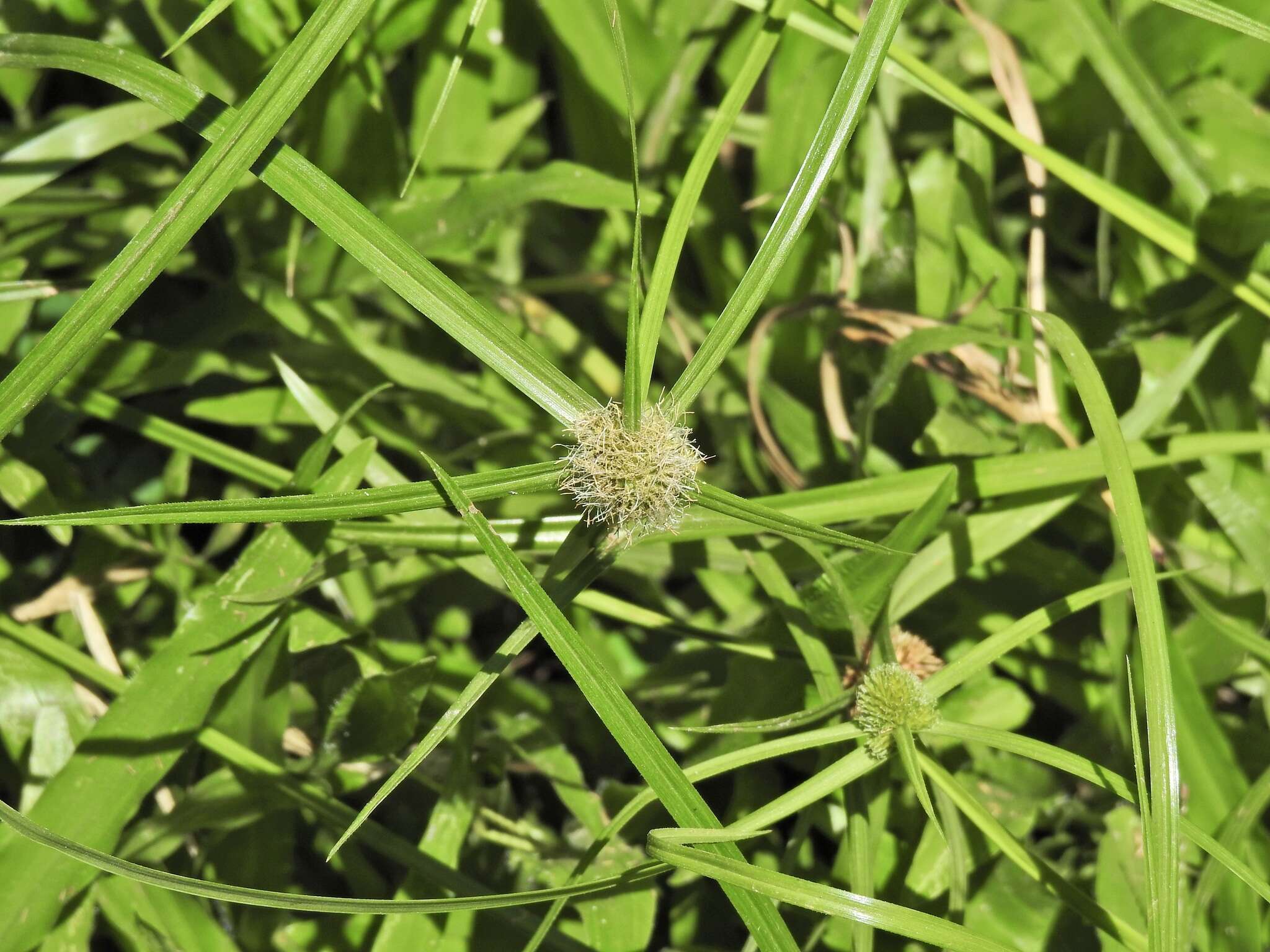 Image of Cyperus aromaticus (Ridl.) Mattf. & Kük.