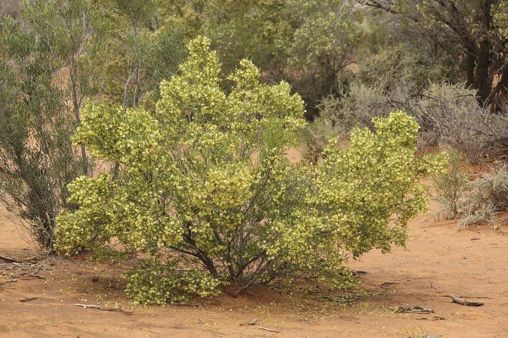 Image of narrow-leaf hopbush