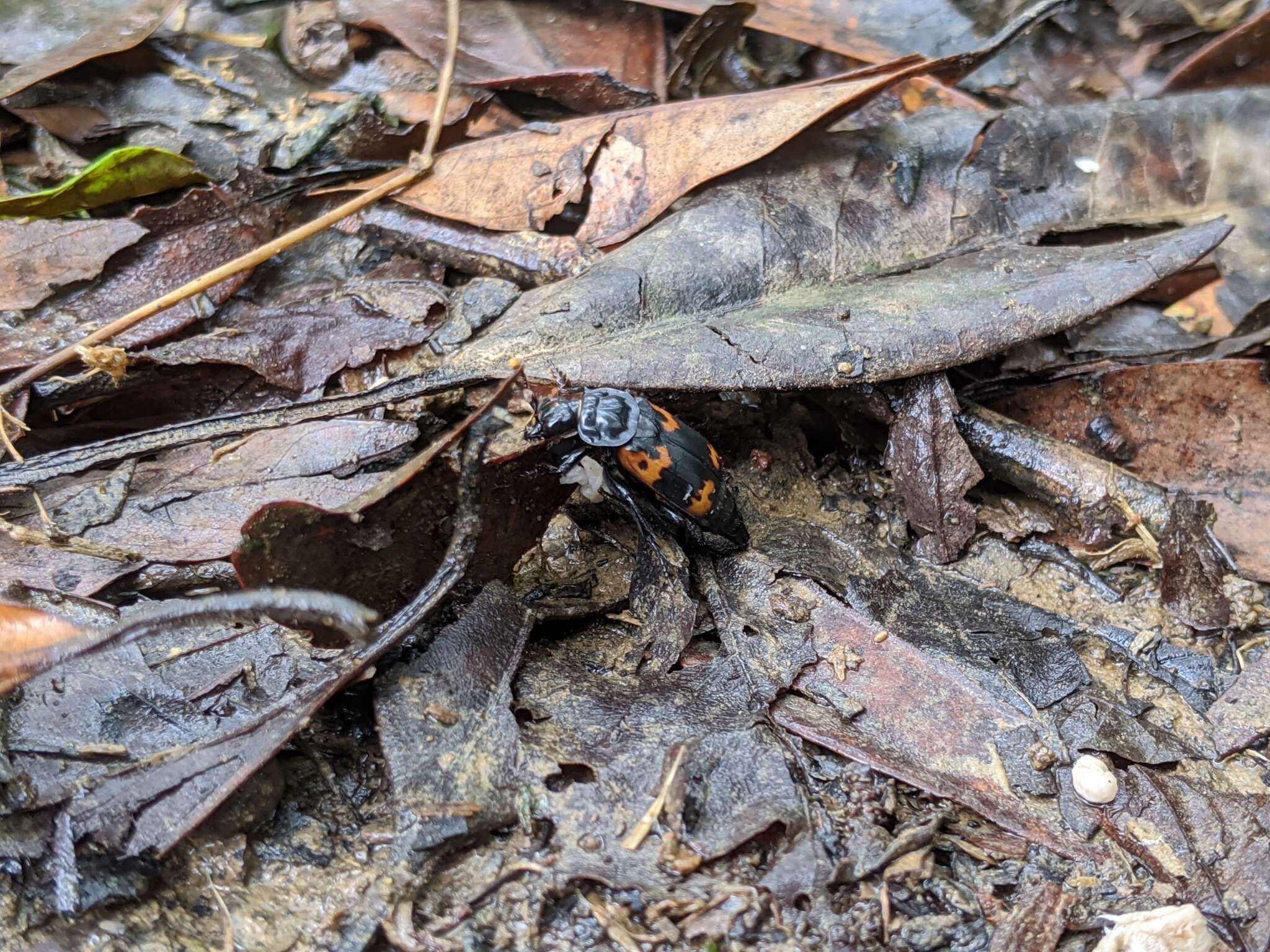 Nicrophorus (Nicrophorus) nepalensis (Hope 1831) resmi