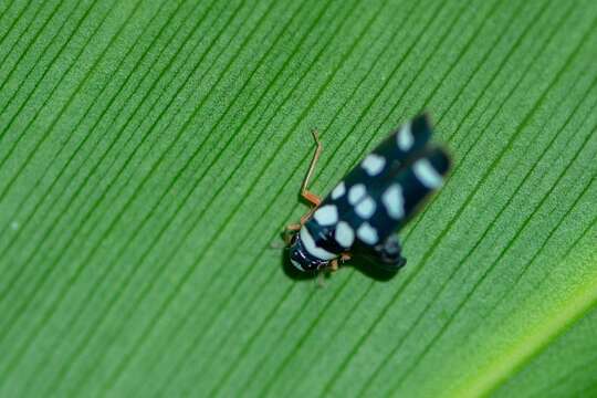 Image of Amblyscartidia