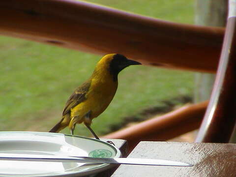 Image of Slender-billed Weaver