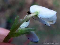 Image of Begonia geranioides Hook. fil.