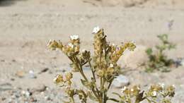 Image of winged cryptantha