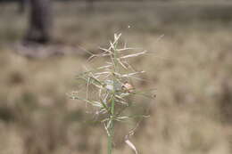 Imagem de Aristida caput-medusae Domin