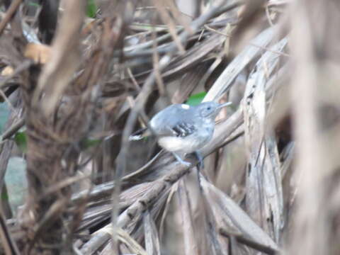 Image of Band-tailed Antbird